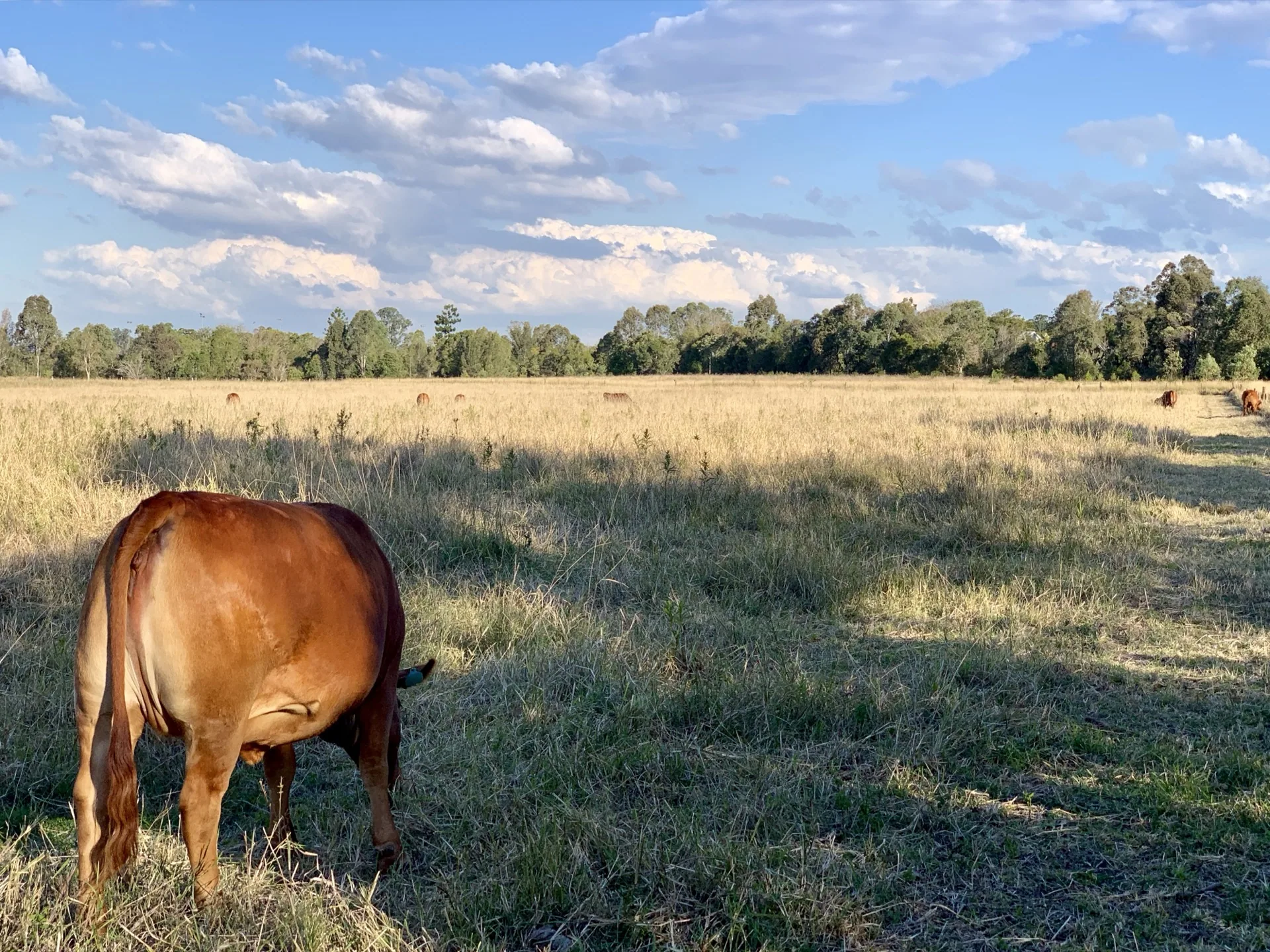 Oxley Creek · cattle