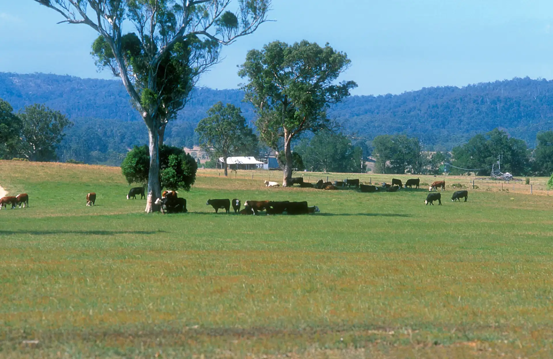 CSIRO Bega · cattle