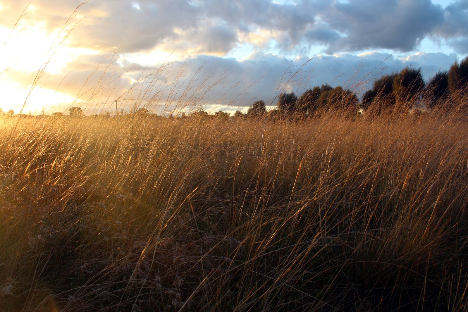 Native grassland · sunset