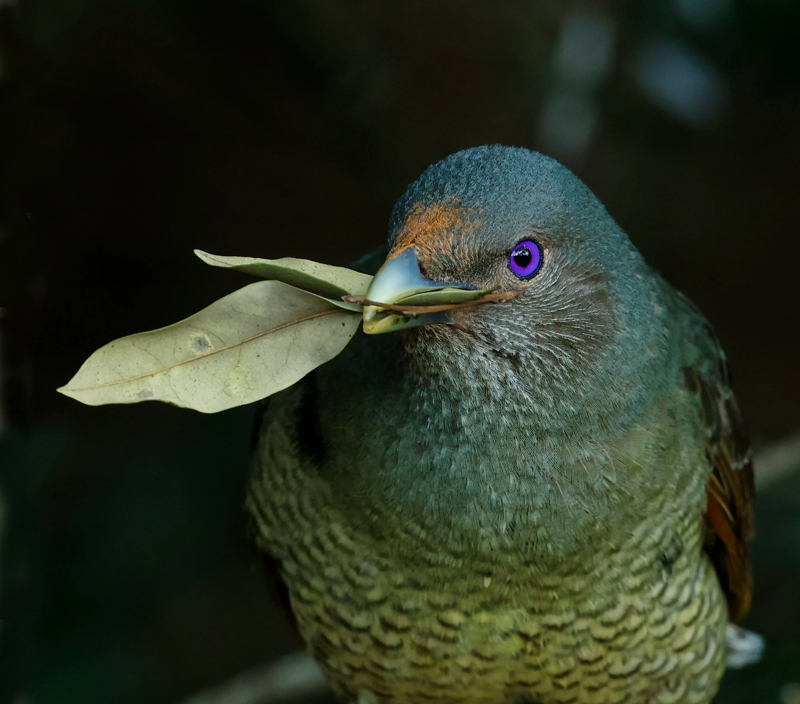Bowerbird · wildlife