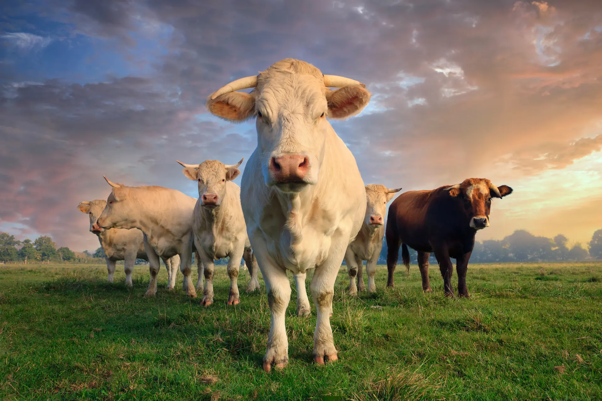 Cattle · sunset pastoral