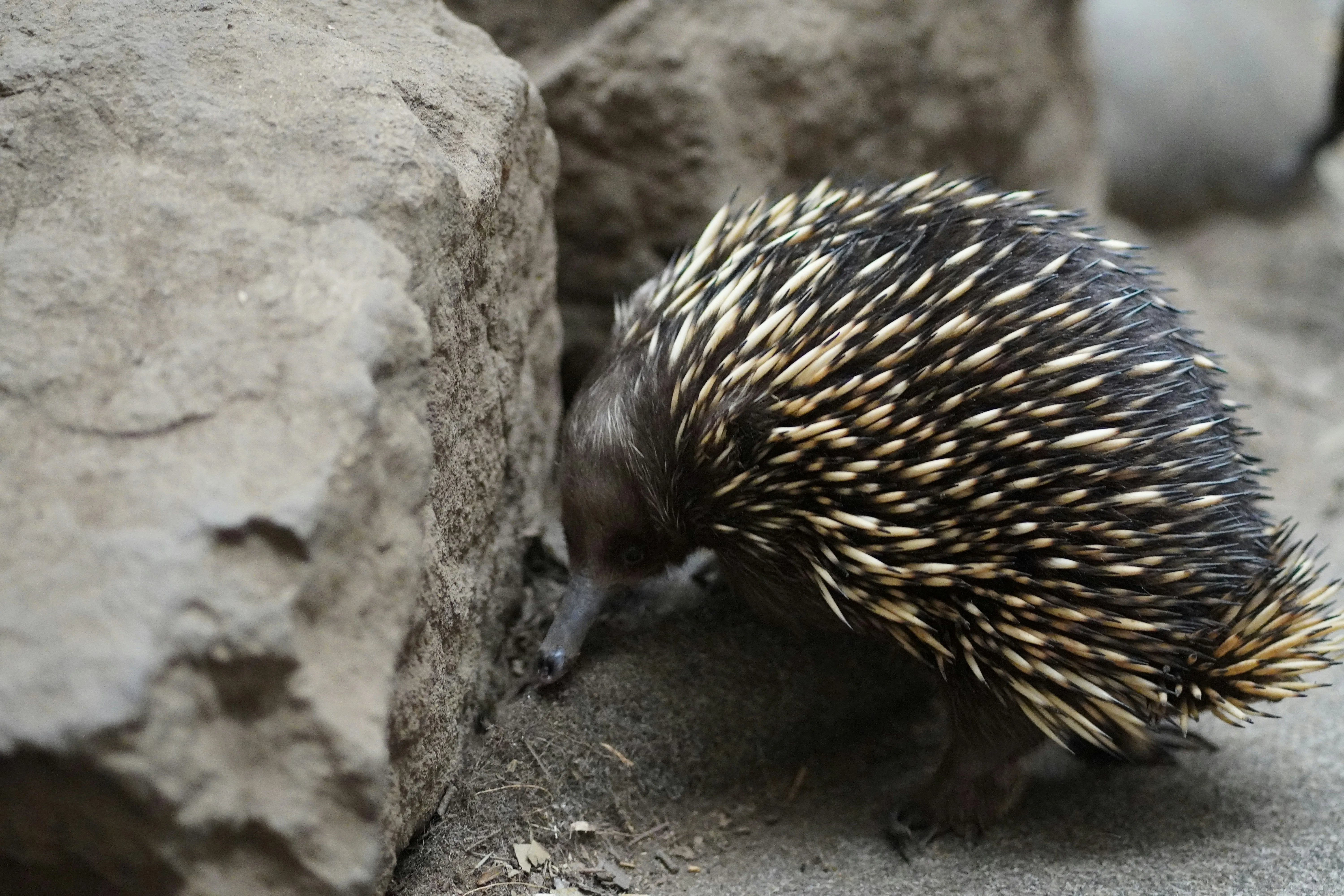 Echidna close-up