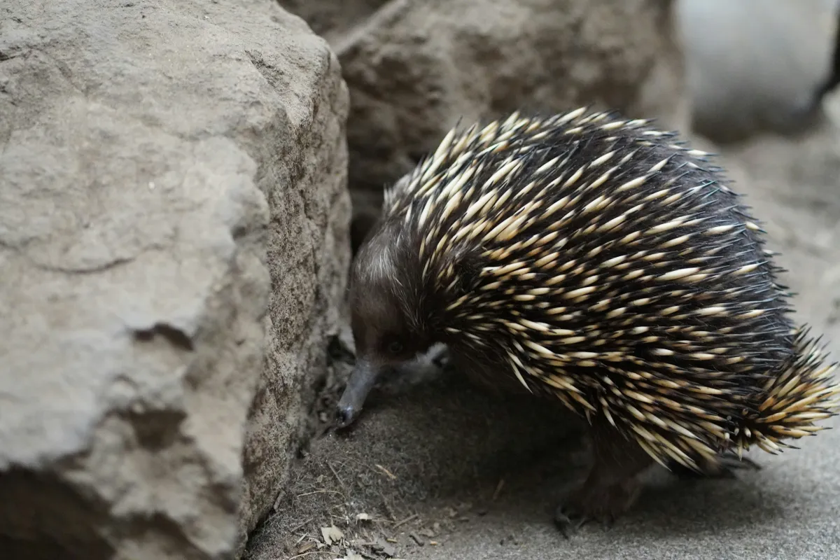 Echidna · habitat