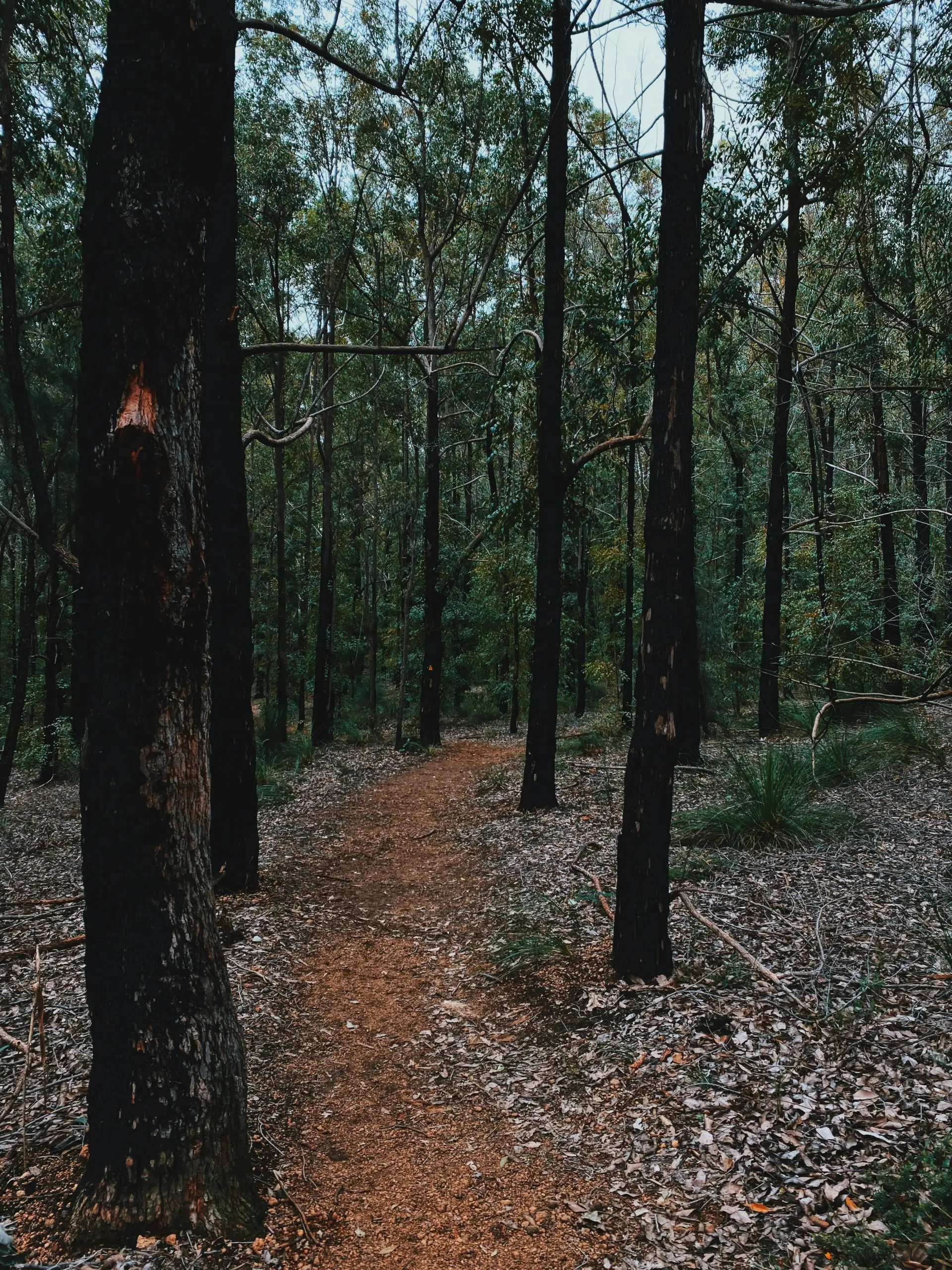 Eucalyptus forest path