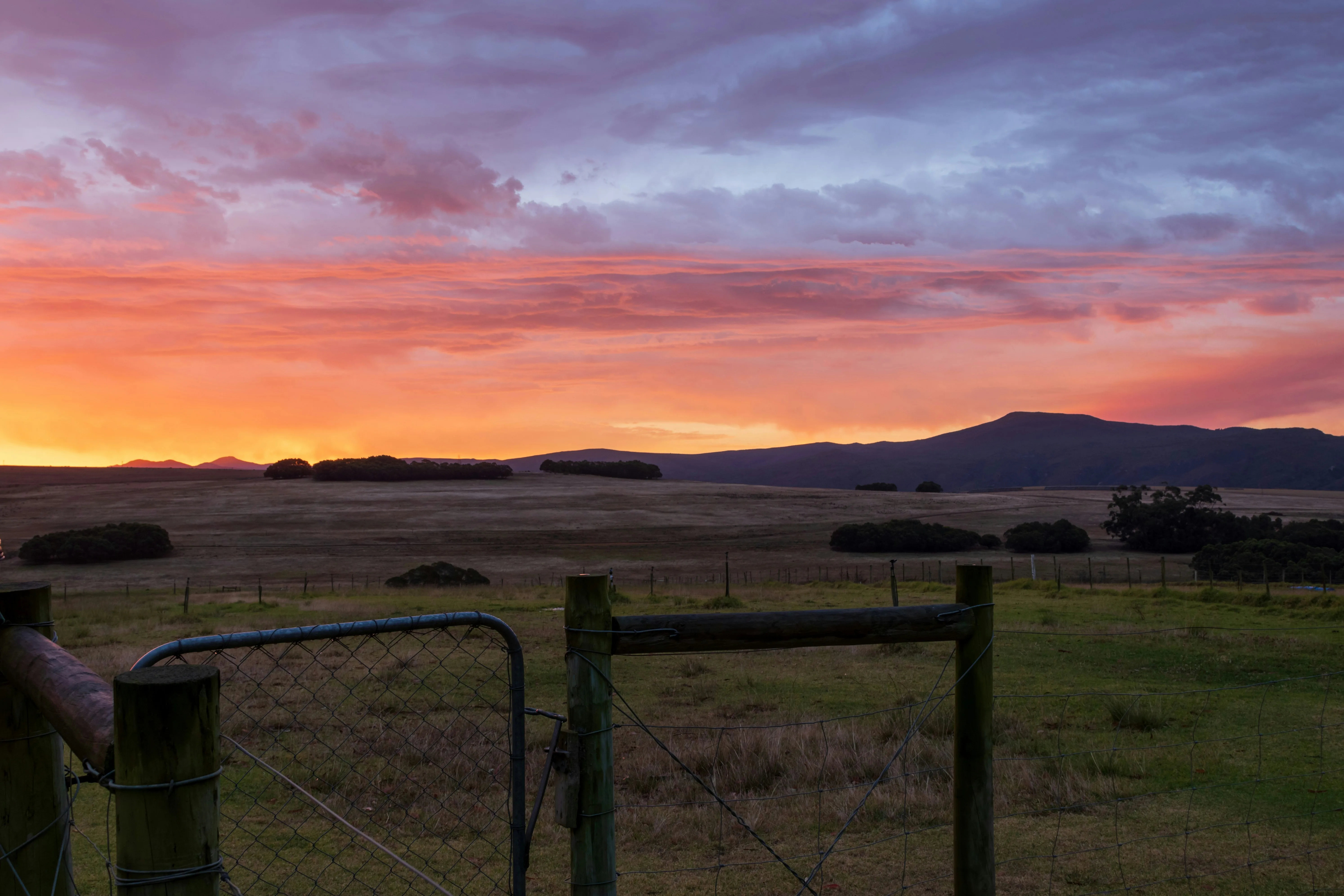 Farmland · sunset sheep