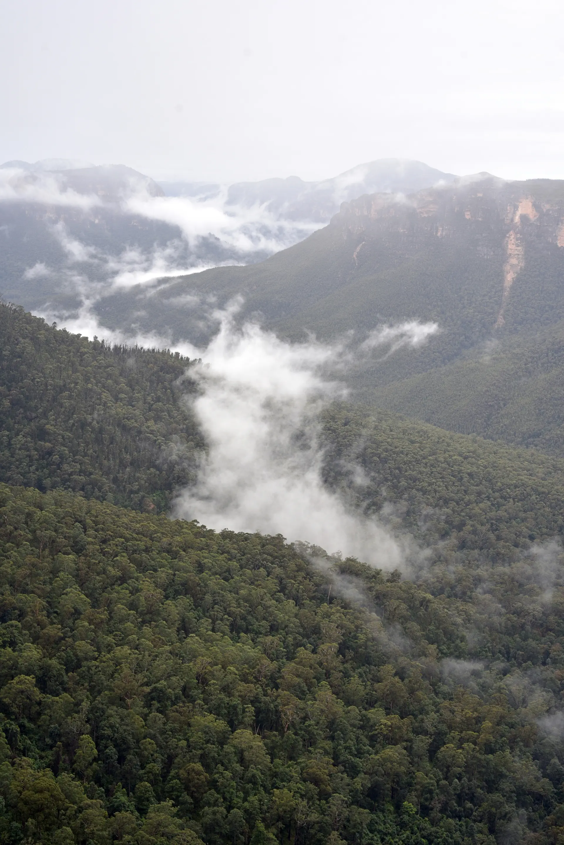 Forest valley mist