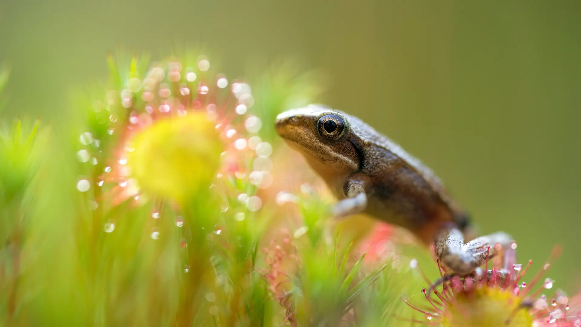 Frog · sundew macro
