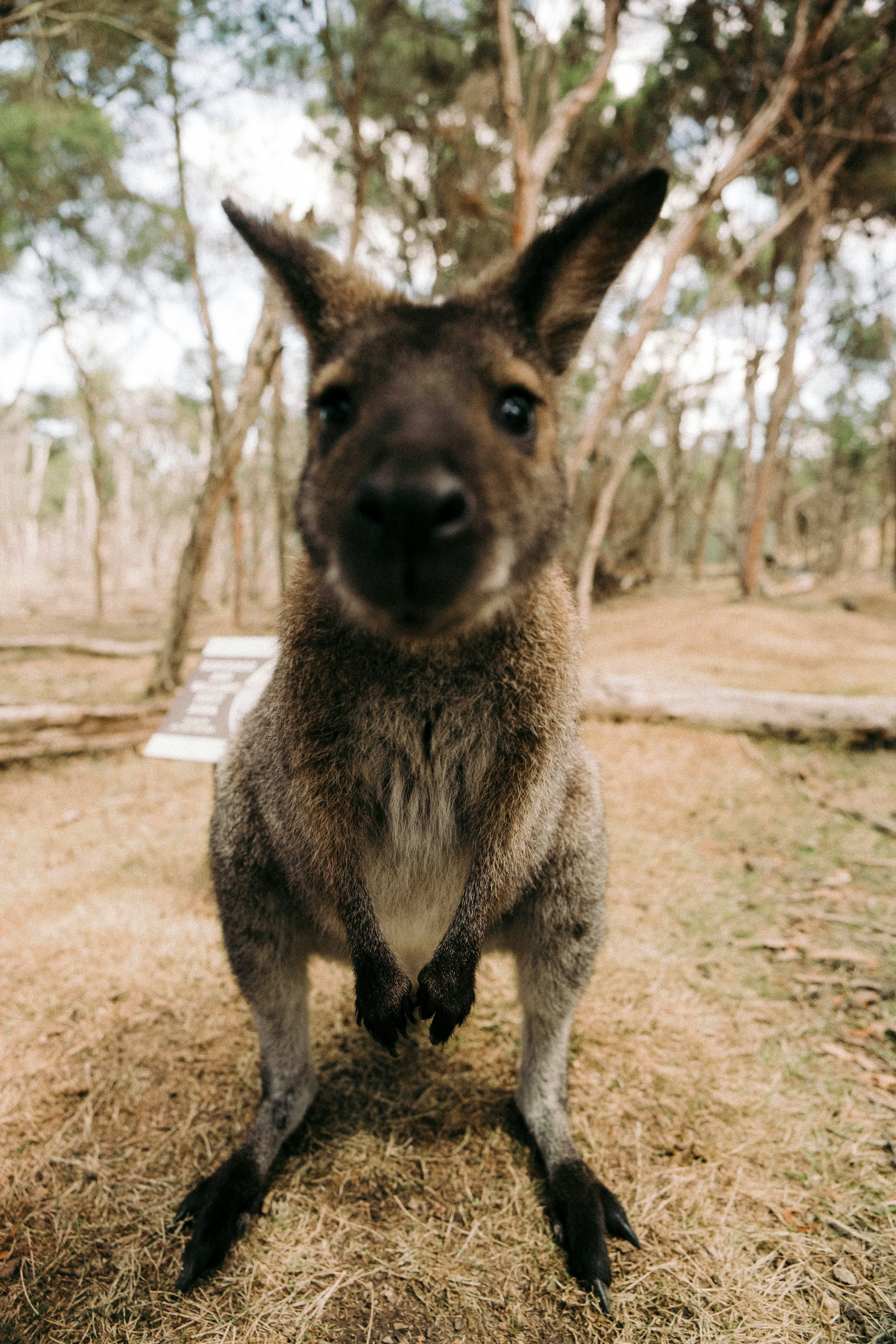 Kangaroo portrait