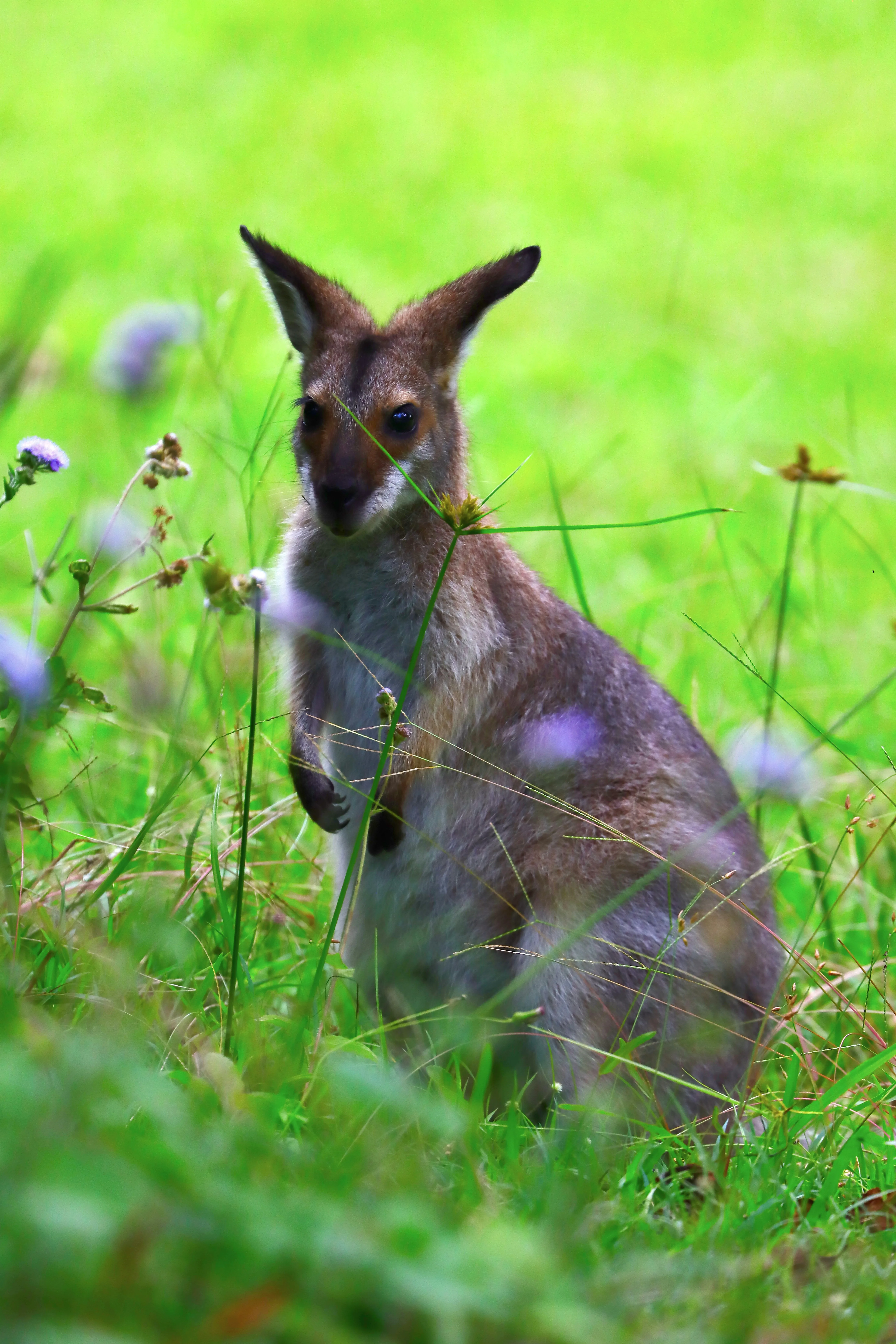 Kangaroo · wildflowers