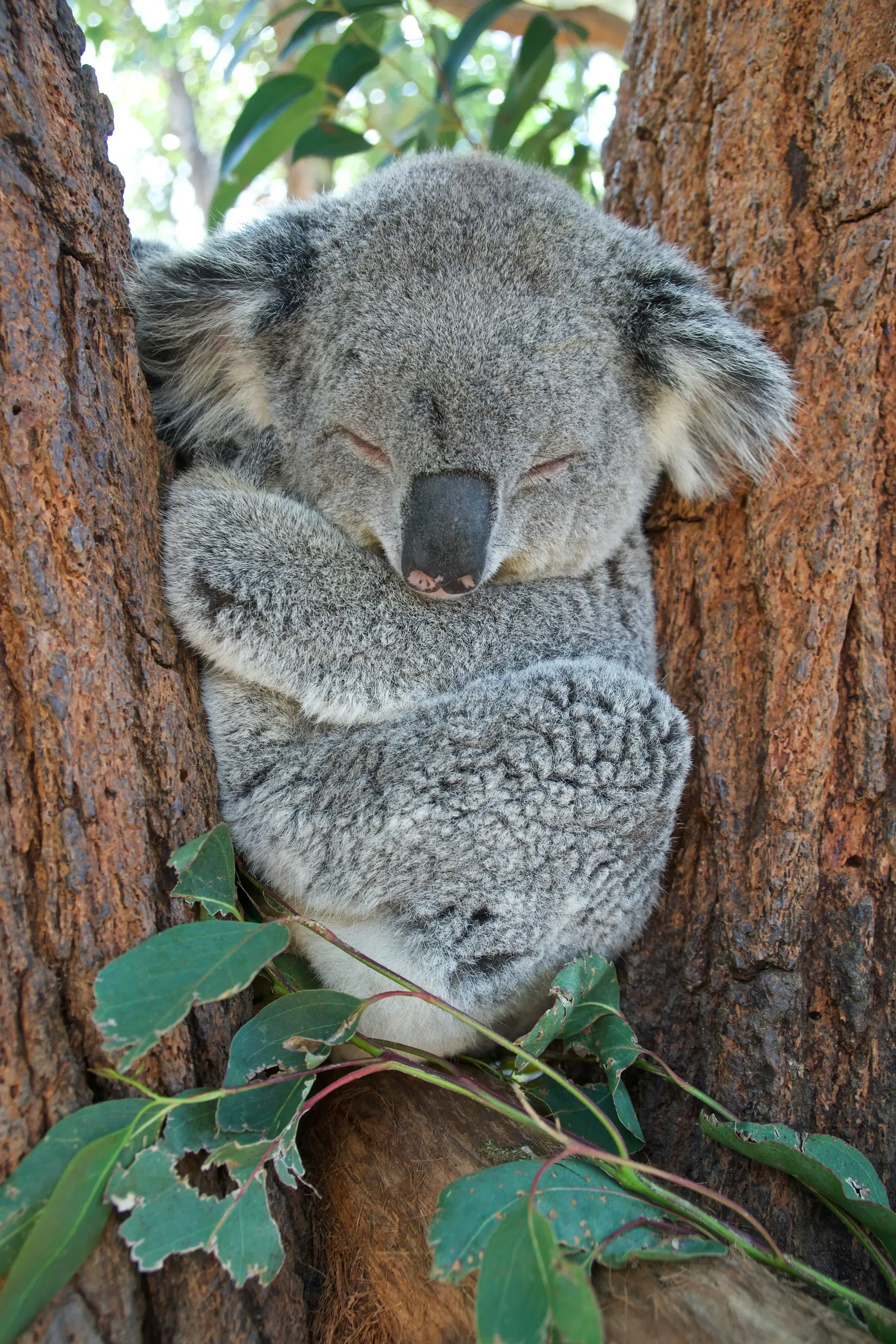 Koala · eucalyptus (Phascolarctos cinereus)