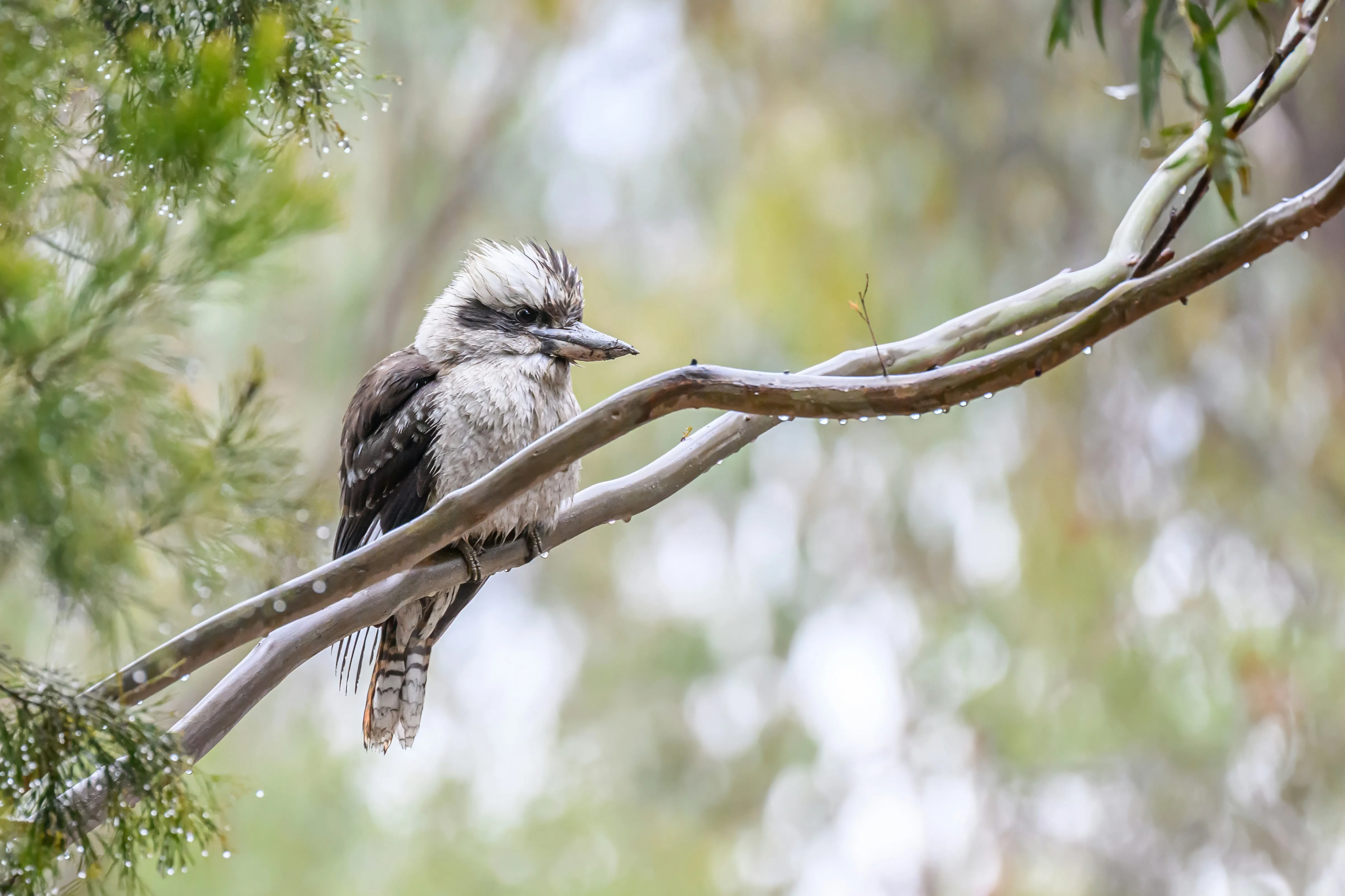 Kookaburra · bush