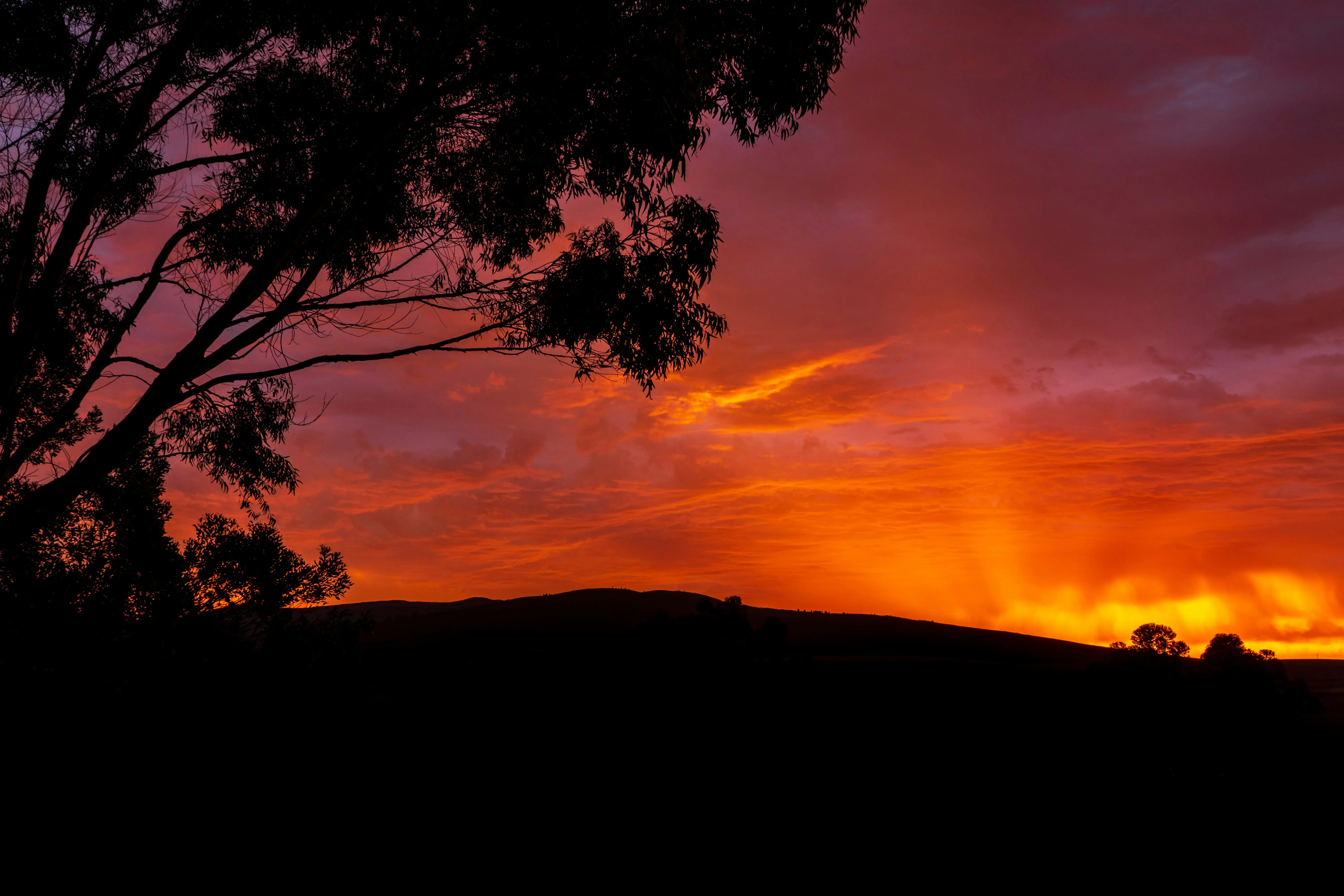 Pastoral · sunset eucalyptus