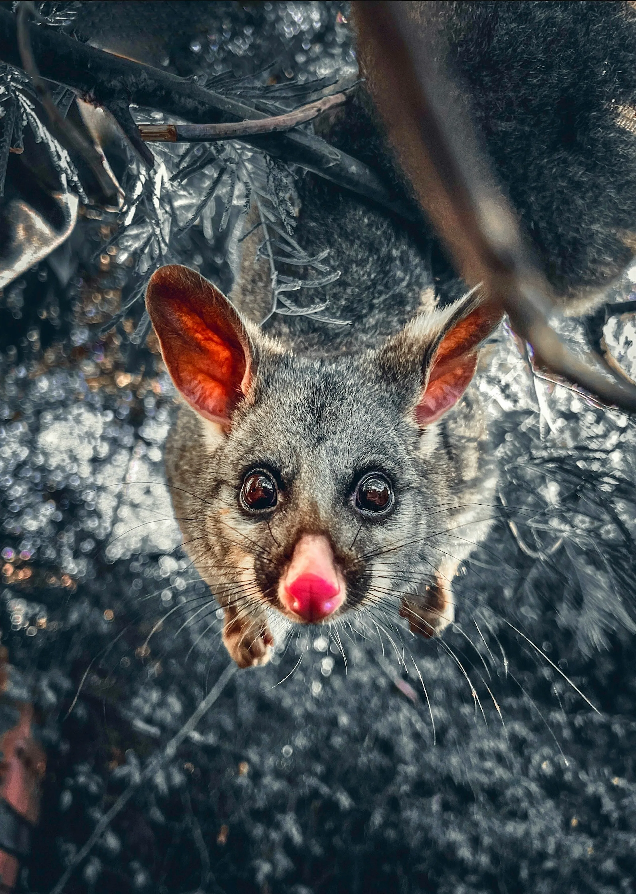 Quokka · native