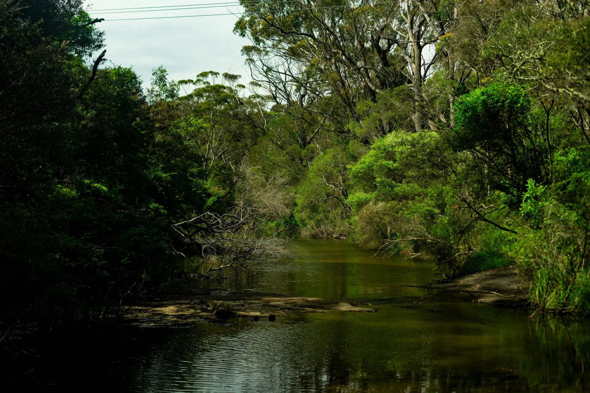 River · bush canopy