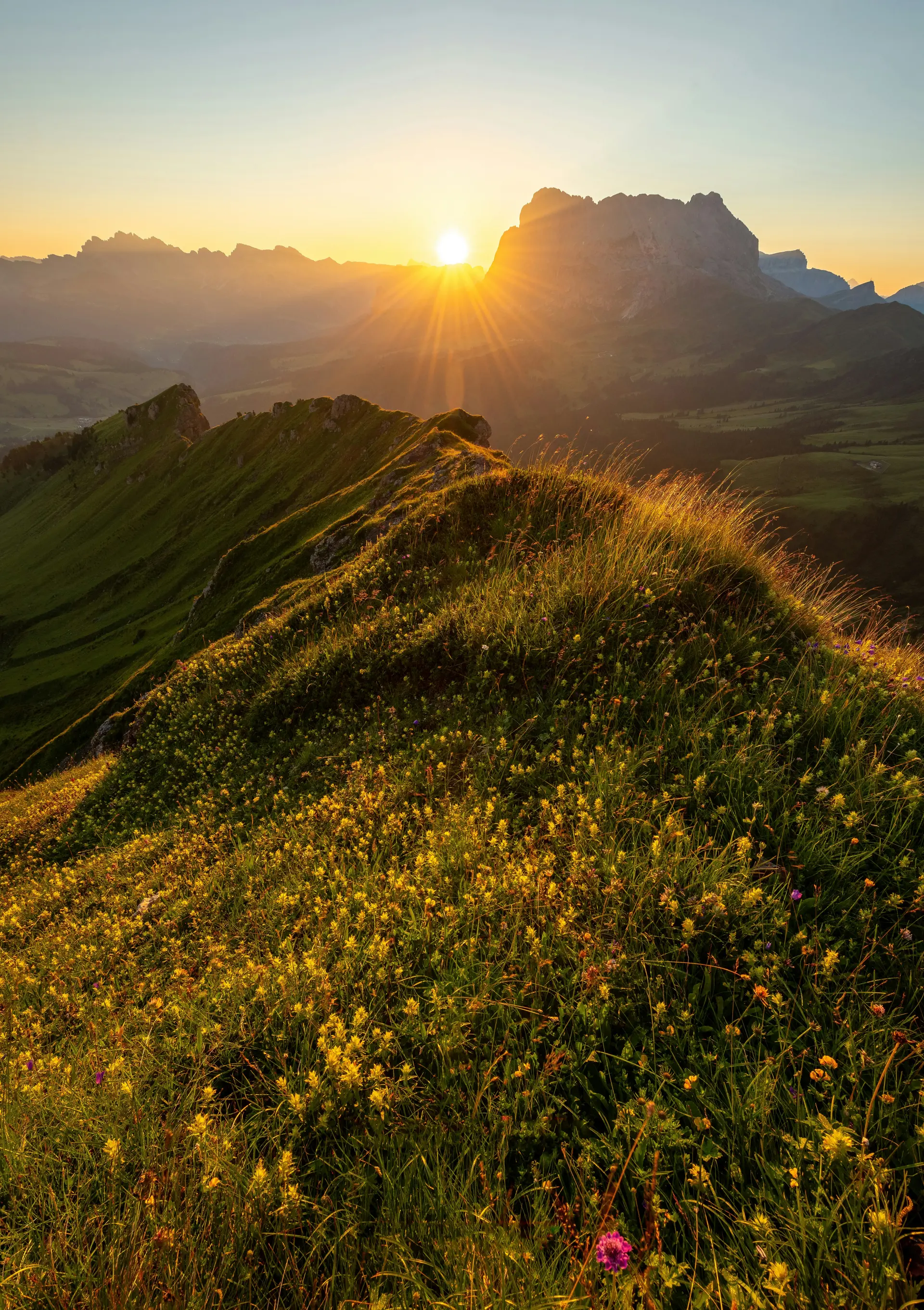 Wildflower meadow · sunset