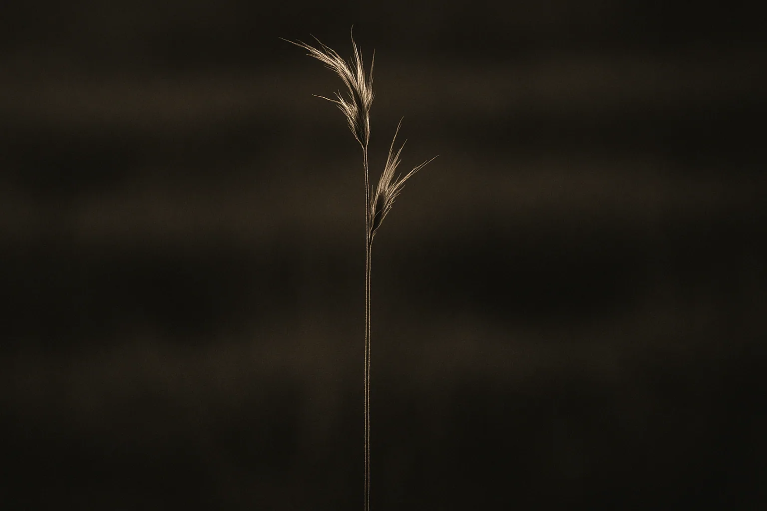 Compound · grass stalk